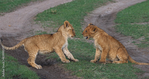 African Lion, panthera leo, Cubs playing, Masai Mara Park in Kenya
