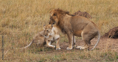 African Lion, panthera leo, Pair Mating, Masai Mara Park in Kenya