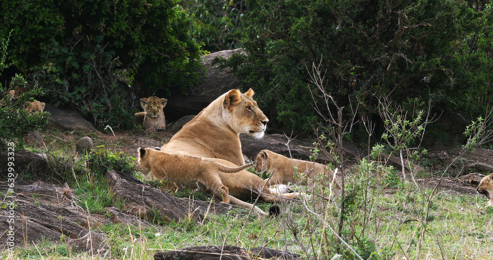 African Lion, panthera leo, Mother and Cub, Masai Mara Park in Kenya African Lion, panthera leo, Mother and Cub, Masai Mara Park in Kenya