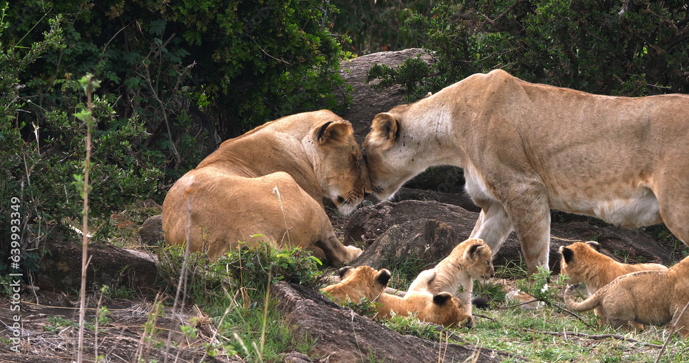 Naklejka premium African Lion, panthera leo, Mother and Cubs, Masai Mara Park in Kenya