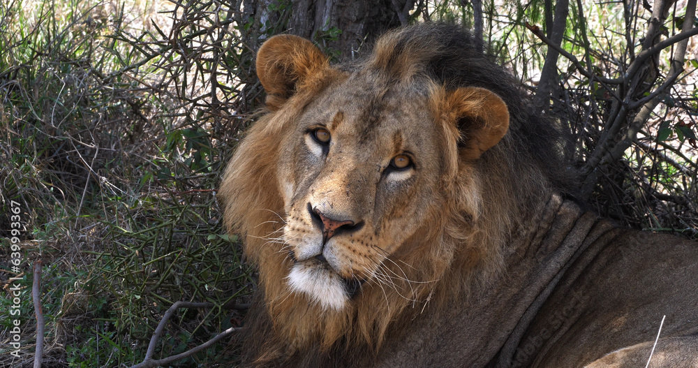 African Lion, panthera leo, Portrait of Male, Masai Mara Park in Kenya African Lion, panthera leo, Portrait of Male, Masai Mara Park in Kenya