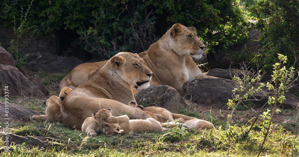 African Lion, panthera leo, Mother and Cubs, Masai Mara Park in Kenya African Lion, panthera leo, Mother and Cubs, Masai Mara Park in Kenya