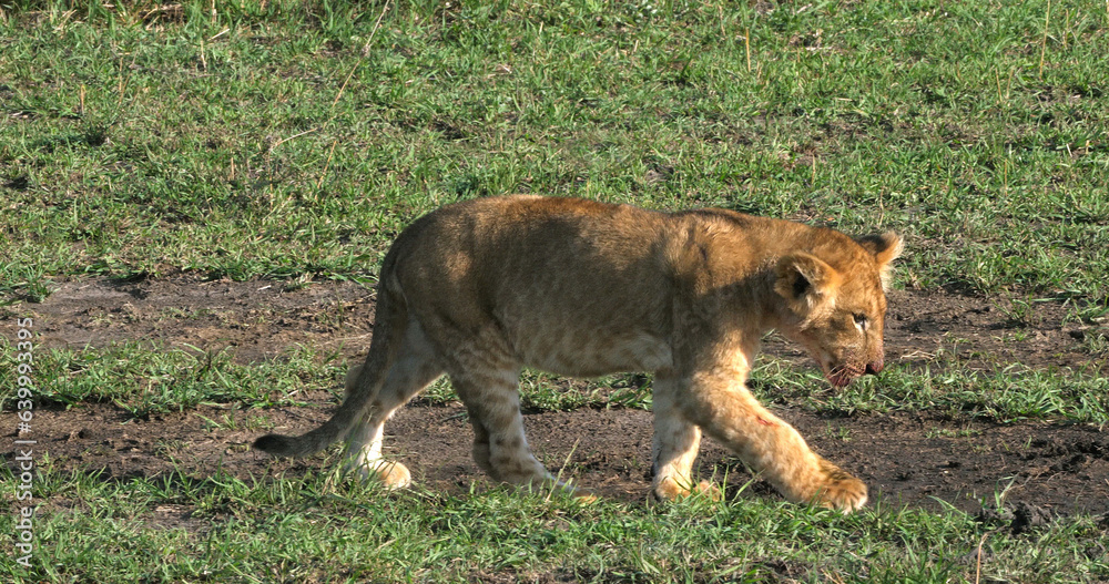 African Lion, panthera leo, Cub in the Bush, Masai Mara Park in Kenya African Lion, panthera leo, Cub in the Bush, Masai Mara Park in Kenya