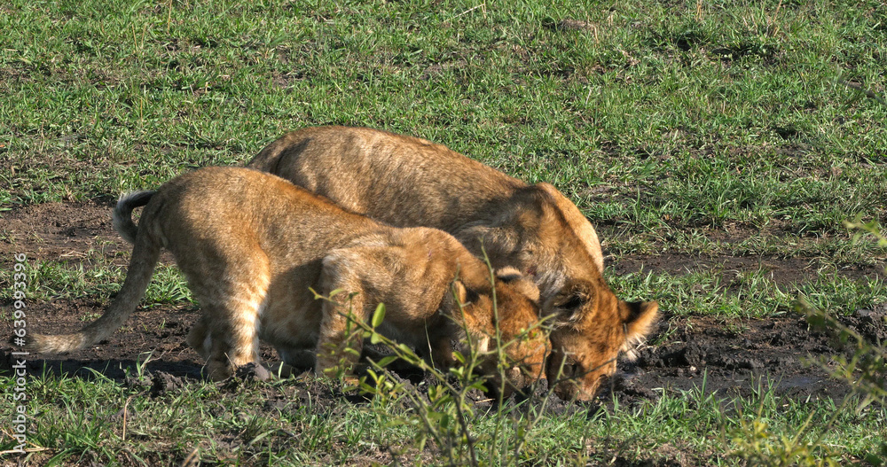 African Lion, panthera leo, cubs playing, Masai Mara Park in Kenya