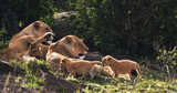 African Lion, panthera leo, Mother and Cubs, Masai Mara Park in Kenya