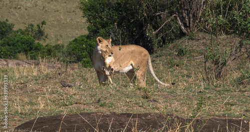 African Lion, panthera leo, Mother carrying Cub in its Mouth, Masai Mara Park in Kenya