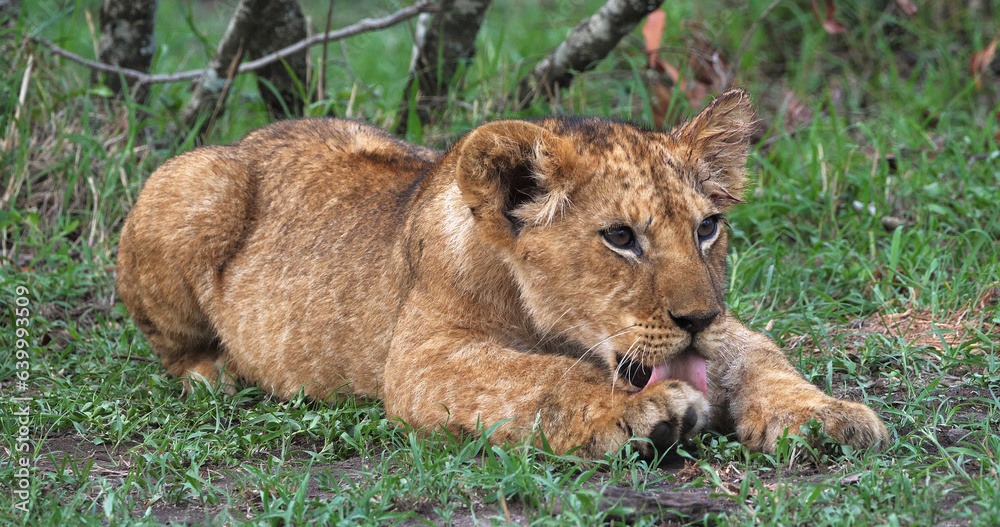 African Lion, panthera leo, Cub in the Bush, Masai Mara Park in Kenya African Lion, panthera leo, Cub in the Bush, Masai Mara Park in Kenya