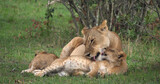 African Lion, panthera leo, Mother Licking Cub, Masai Mara Park in Kenya