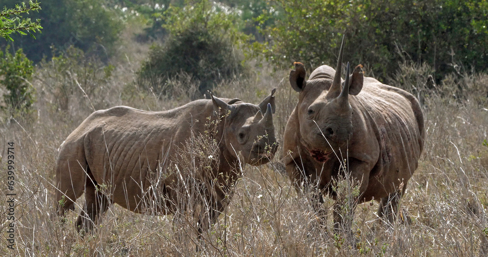 Fototapeta premium Black Rhinoceros, diceros bicornis, Female with Calf, Masai Mara Park in Kenya