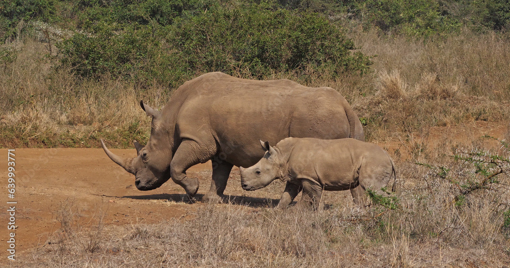 White Rhinoceros, ceratotherium simum, Mother and Calf, Nairobi Park in Kenya White Rhinoceros, ceratotherium simum, Mother and Calf, Nairobi Park in Kenya