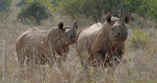 Black Rhinoceros, diceros bicornis, Female with Calf, Masai Mara Park in Kenya