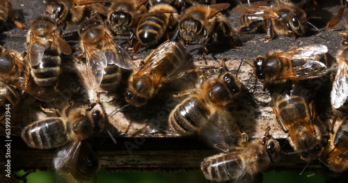 |European Honey Bee, apis mellifera, Black Bees working on Bee Brood, Bee Hive in Normandy