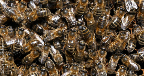 |European Honey Bee, apis mellifera, Black Bees working on Bee Brood, Bee Hive in Normandy
