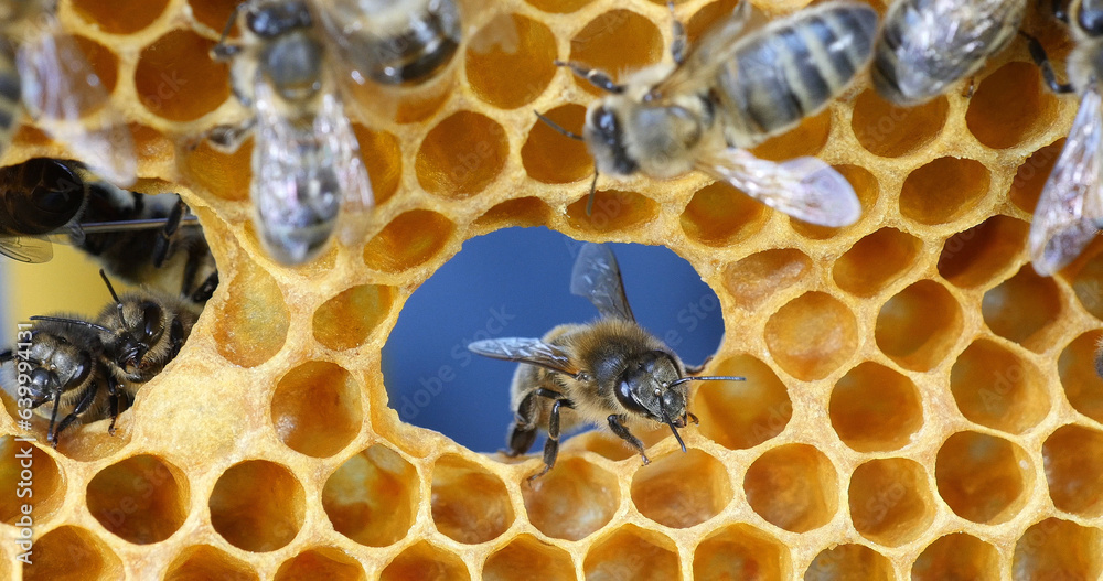 European Honey Bee, apis mellifera, Bees on a frame with a hole in alveolus, Normandy European Honey Bee, apis mellifera, Bees on a frame with a hole in alveolus, Normandy
