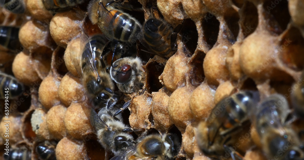 |European Honey Bee, apis mellifera, Emergence of a Male with a Varrao Parasite on the Head, Bee Hive in Normandy |European Honey Bee, apis mellifera, Emergence of a Male with a Varrao Parasite on the Head, Bee Hive in Normandy