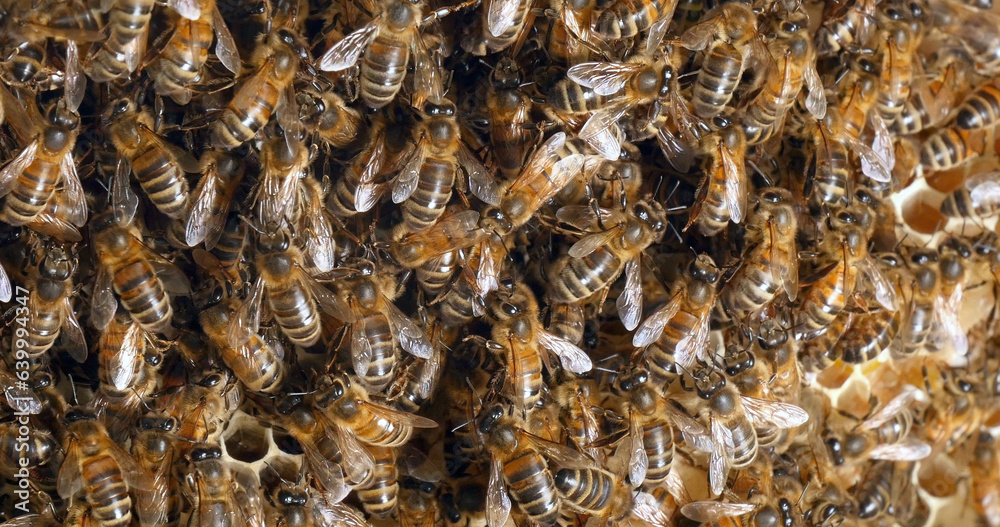 |European Honey Bee, apis mellifera, Bees on a wild Ray, Bees working on Alveolus, Wild Bee Hive in Normandy