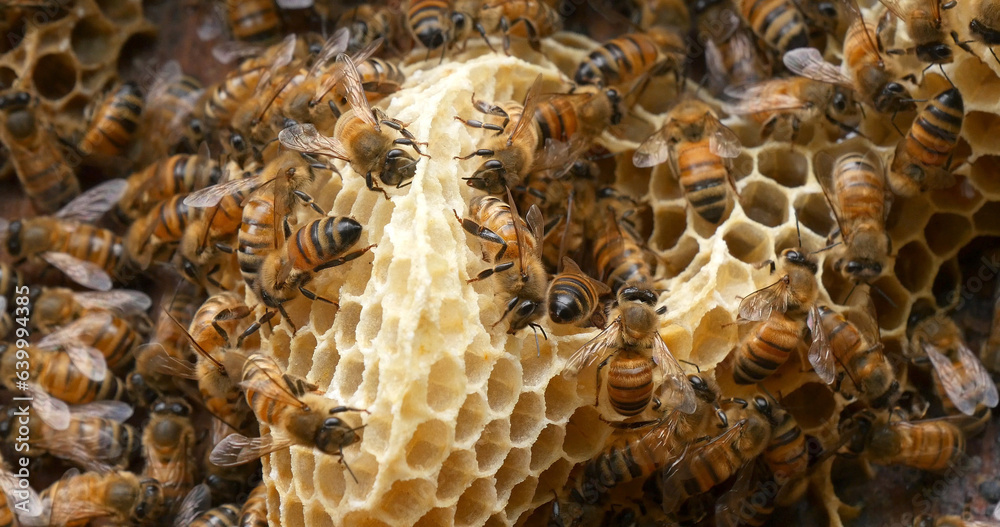 |European Honey Bee, apis mellifera, Bees on a wild Ray, Bees working on Alveolus, Wild Bee Hive in Normandy |European Honey Bee, apis mellifera, Bees on a wild Ray, Bees working on Alveolus, Wild Bee Hive in Normandy