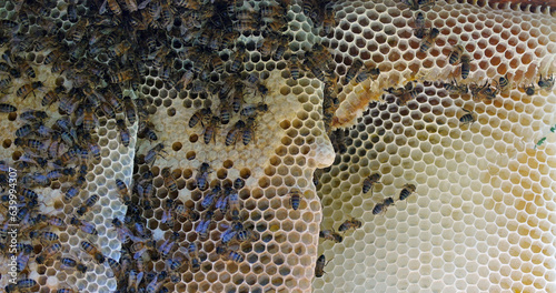  European Honey Bee  apis mellifera  Bees on a wild Ray  Bees working on Alveolus  Wild Bee Hive in Normandy