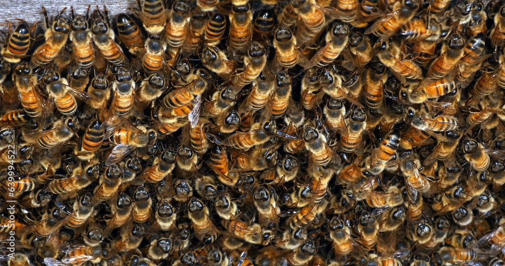 |European Honey Bee, apis mellifera, bees grazing on the hive entrance, Bee Hive in Normandy |European Honey Bee, apis mellifera, bees grazing on the hive entrance, Bee Hive in Normandy
