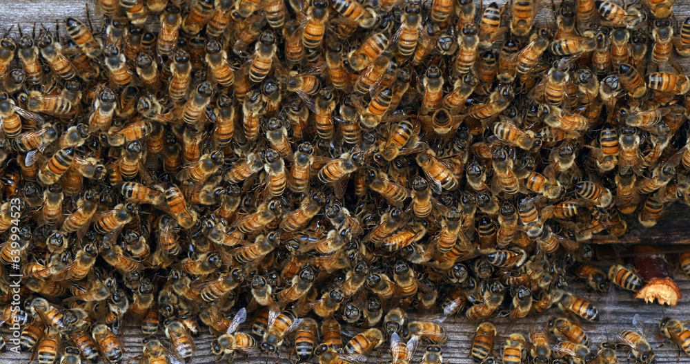 |European Honey Bee, apis mellifera, bees grazing on the hive entrance, Bee Hive in Normandy |European Honey Bee, apis mellifera, bees grazing on the hive entrance, Bee Hive in Normandy
