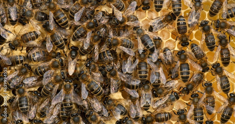 |European Honey Bee, apis mellifera, black bees on a brood frame, Queen in the middle, Bee Hive in Normandy |European Honey Bee, apis mellifera, black bees on a brood frame, Queen in the middle, Bee Hive in Normandy
