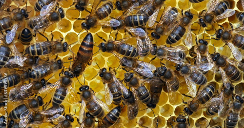|European Honey Bee, apis mellifera, black bees on a brood frame, Queen in the middle, Bee Hive in Normandy