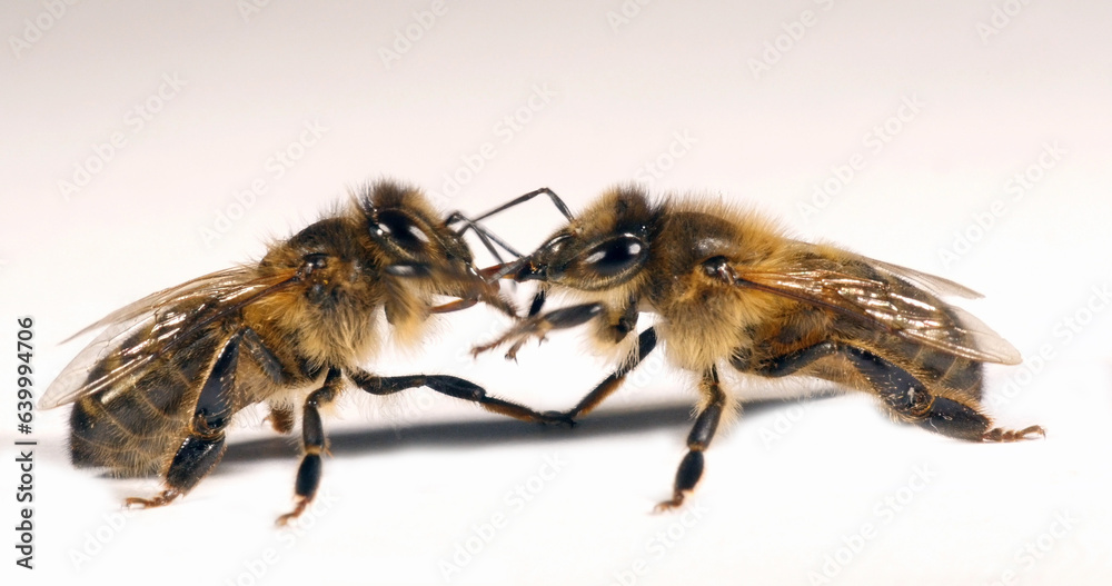 European Honey Bee, apis mellifera, Black Bee against White Background, Trophalaxy, Food Exchange, Normandy European Honey Bee, apis mellifera, Black Bee against White Background, Trophalaxy, Food Exchange, Normandy