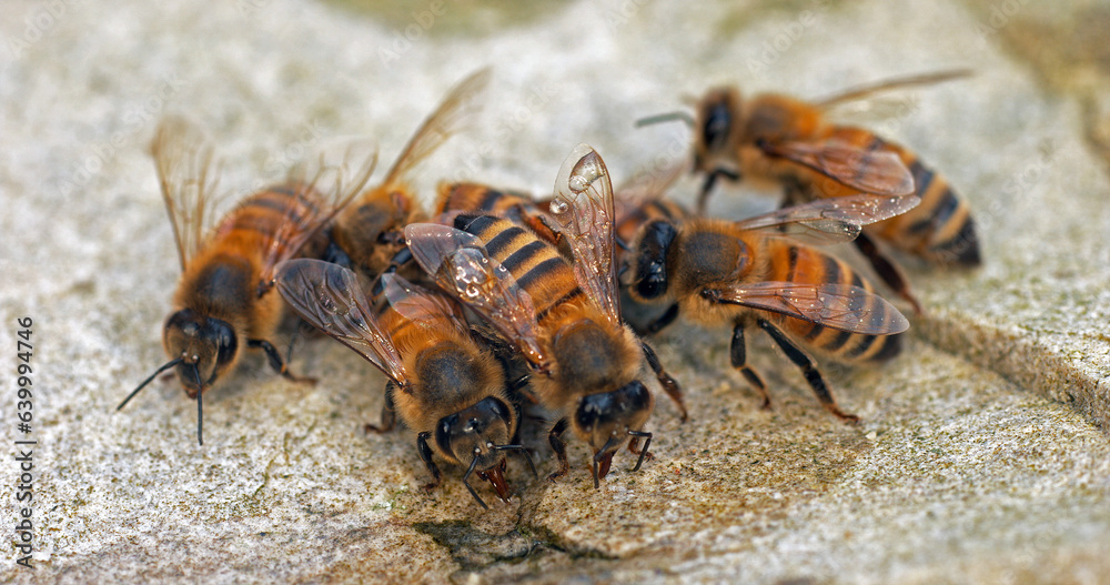 European Honey Bee, apis mellifera, Bees drinking Water on a Stone, Normandy European Honey Bee, apis mellifera, Bees drinking Water on a Stone, Normandy
