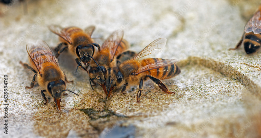 European Honey Bee, apis mellifera, Bees drinking Water on a Stone, Normandy European Honey Bee, apis mellifera, Bees drinking Water on a Stone, Normandy