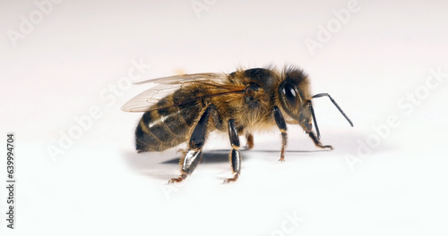 European Honey Bee, apis mellifera, Black Bee against White Background, Normandy