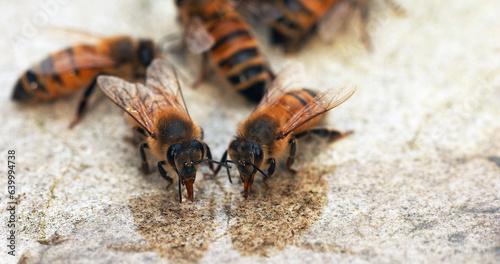 European Honey Bee  apis mellifera  Bees drinking Water on a Stone  Normandy