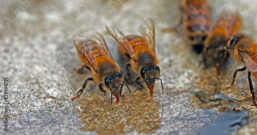 European Honey Bee, apis mellifera, Bees drinking Water on a Stone, Normandy © slowmotiongli