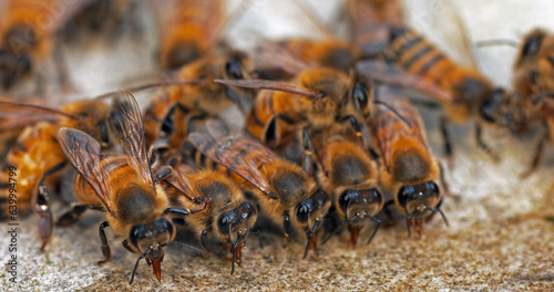 European Honey Bee, apis mellifera, Bees drinking Water on a Stone, Normandy © slowmotiongli