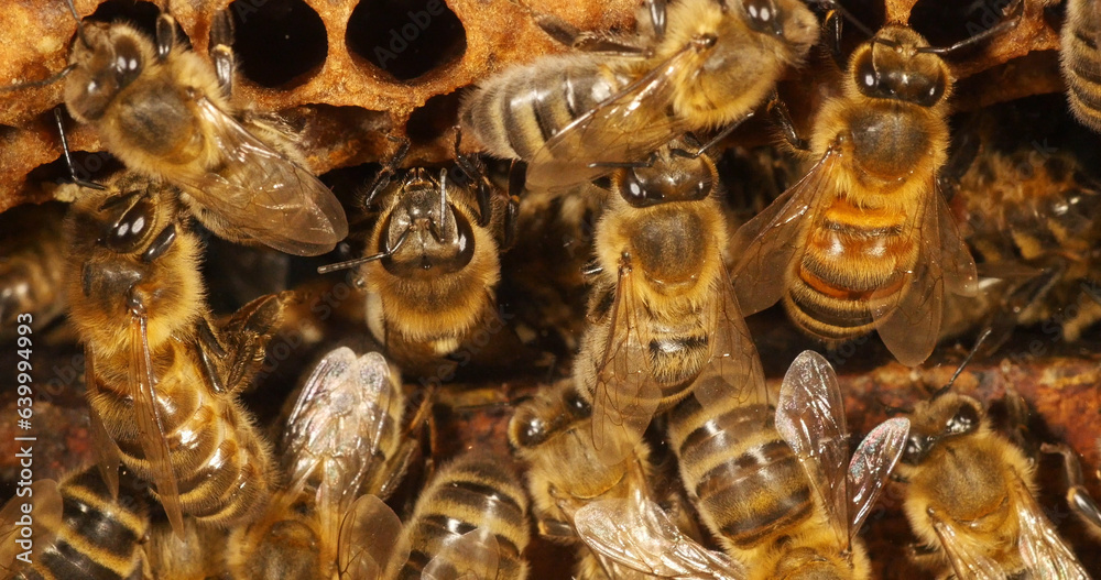 European Honey bee, Apis mellifera, Bees working on a Wild Ray, Natural Brood, Normandy European Honey bee, Apis mellifera, Bees working on a Wild Ray, Natural Brood, Normandy