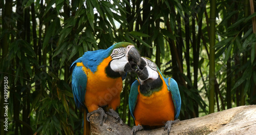 Blue-and-yellow Macaw, ara ararauna, Adults Beak in Beak, Pair standing on branch