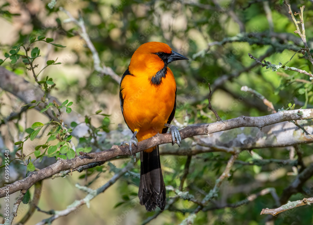 Male Altamira Oriole in a Texas Woodland