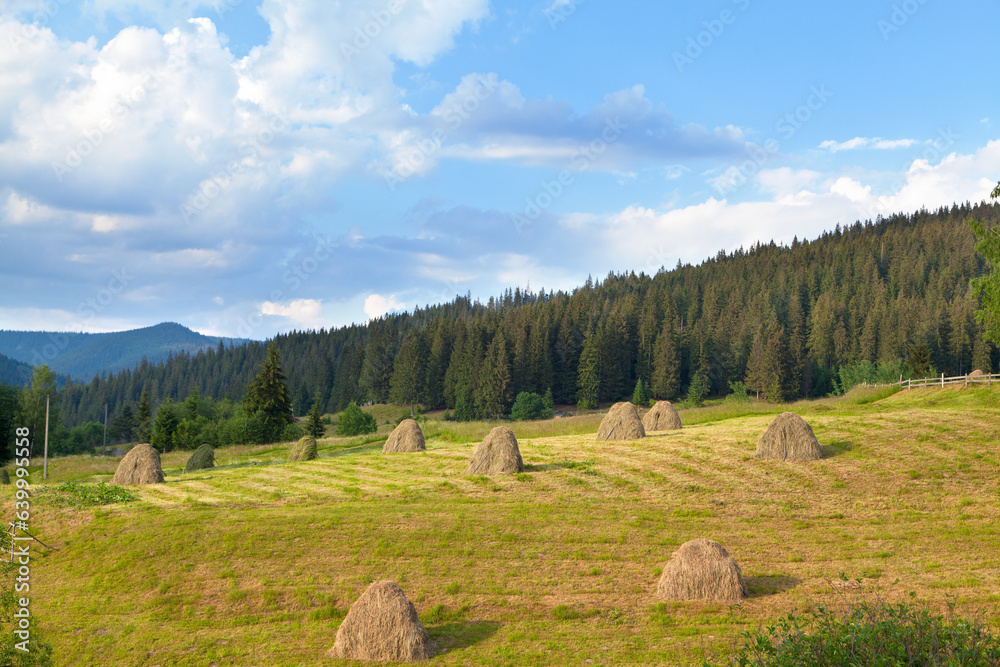 custom made wallpaper toronto digitalHaystacks in the field, near spruce forest and mountains. Ukraine, Carpathians.