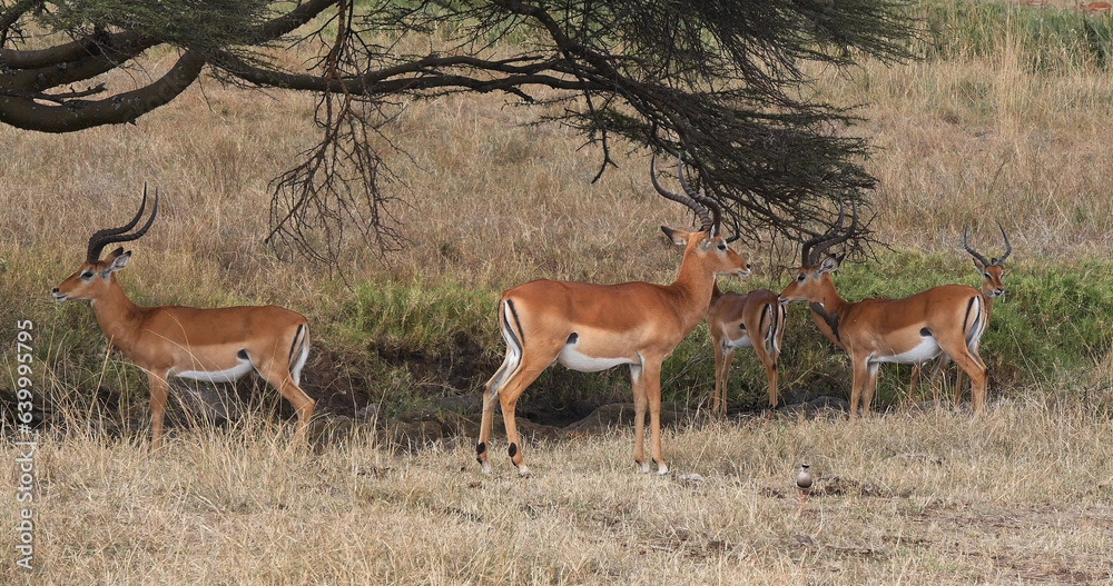 Impala, aepyceros melampus, Group of Males in Savannah, Nairobi Park in Kenya