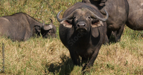 African Buffalo  syncerus caffer  Herd in Savannah  Nairobi Park in Kenya