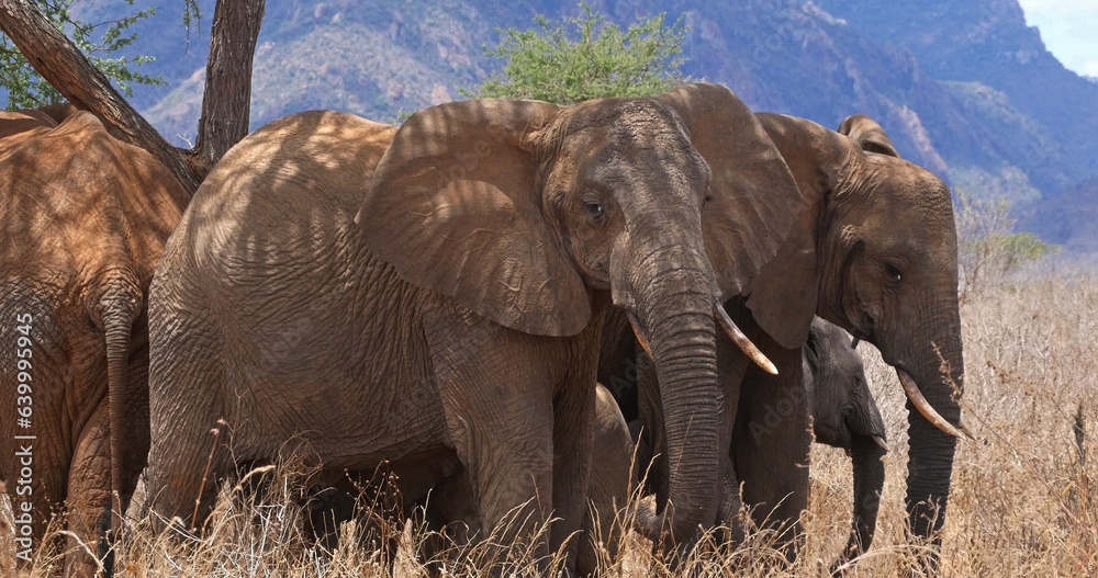 Fototapeta premium African Elephant, loxodonta africana, Group in the Bush, Tsavo Park in Kenya