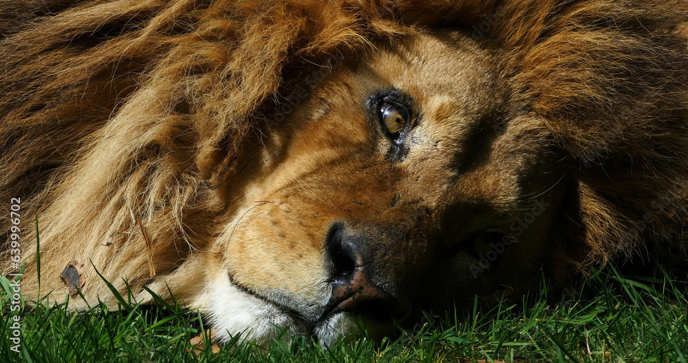Naklejka premium African Lion, panthera leo, Portrait of Male resting