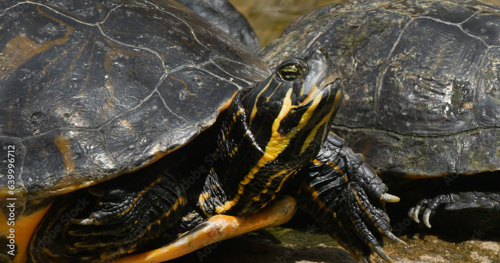 Obraz premium Red Eared Terrapin, trachemys scripta elegans, Aquarium in France