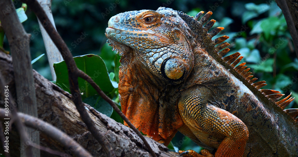 Green Iguana, iguana iguana, Adult Male standing on Branch, Los Lianos in Venezuela Green Iguana, iguana iguana, Adult Male standing on Branch, Los Lianos in Venezuela