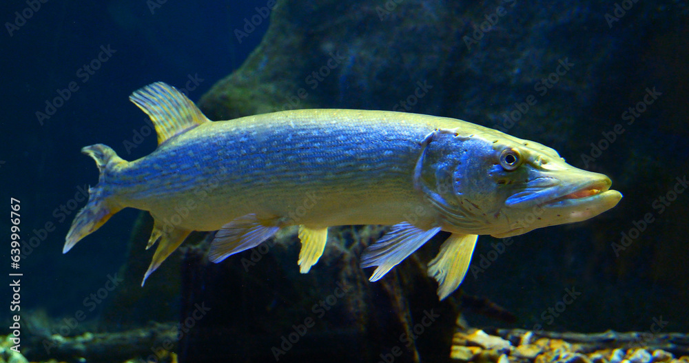Naklejka premium Northern Pike, esox lucius, Adult Swimming in Freshwater Aquarium in France