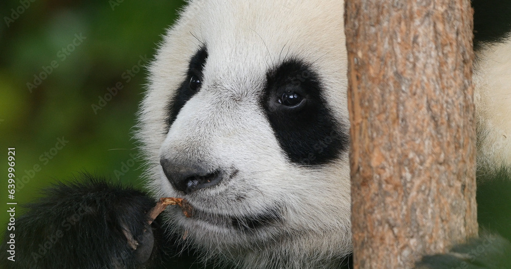 Obraz premium Giant Panda, ailuropoda melanoleuca, Portrait of Adult, Beauval Zoo in France