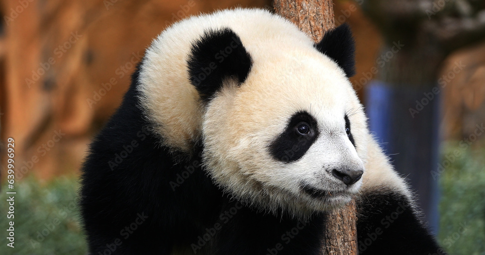 Giant Panda, ailuropoda melanoleuca, Portrait of Adult, Beauval Zoo in France Giant Panda, ailuropoda melanoleuca, Portrait of Adult, Beauval Zoo in France