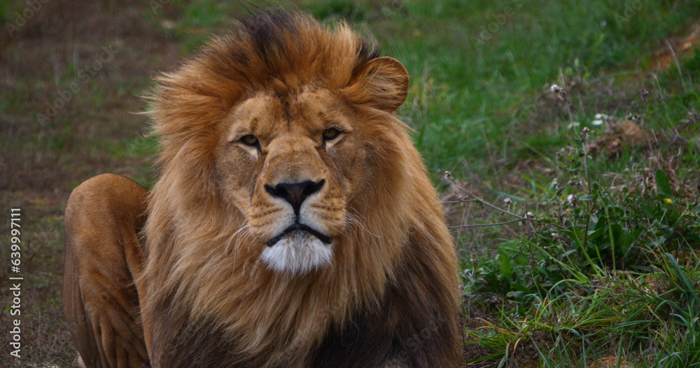 African Lion, panthera leo, Male with a nice Mane