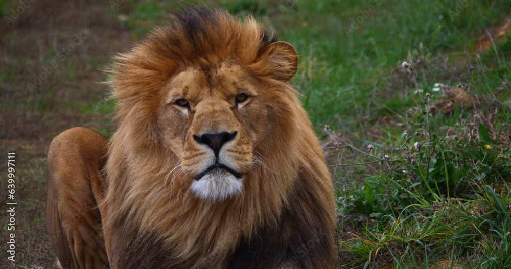 African Lion, panthera leo, Male with a nice Mane African Lion, panthera leo, Male with a nice Mane