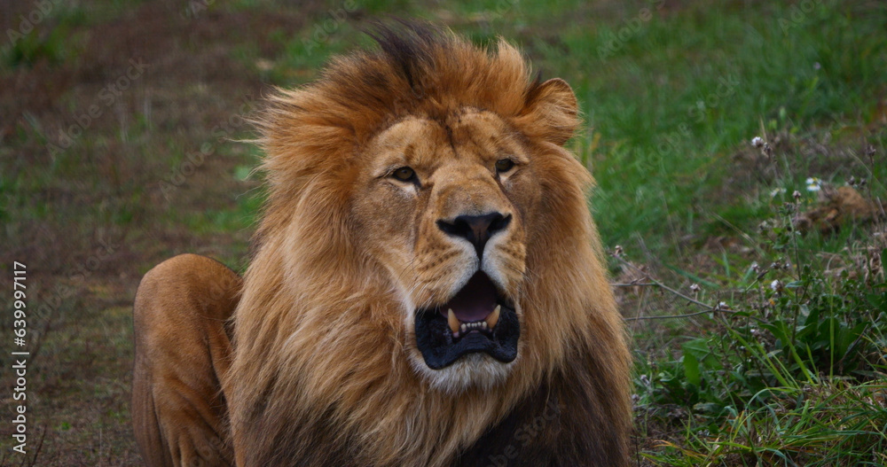 African Lion, panthera leo, Male with a nice Mane