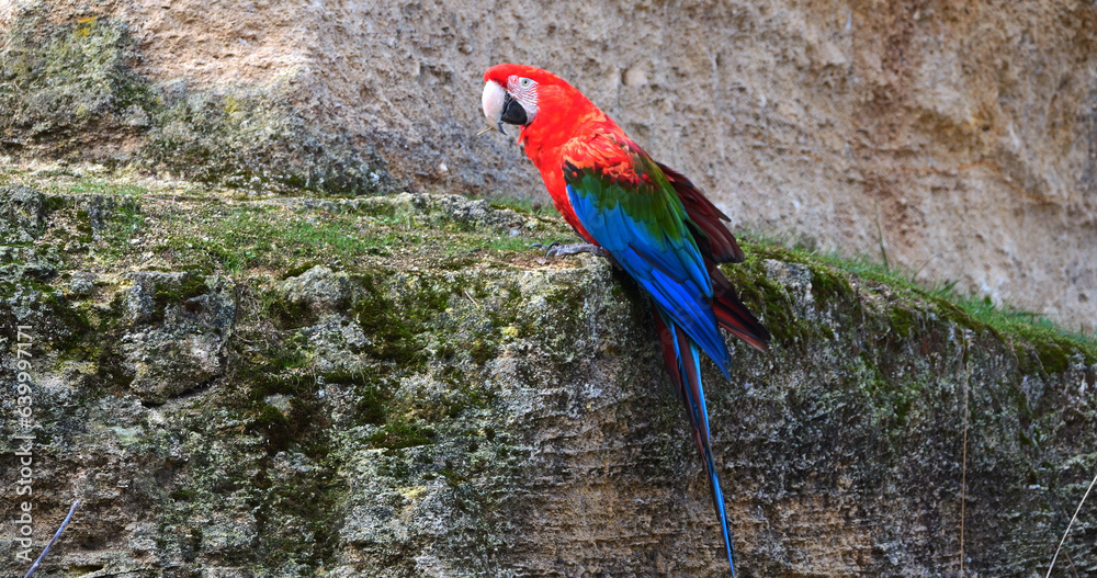 Red-and-Green Macaw, ara chloroptera, Adult standing on Cliff Red-and-Green Macaw, ara chloroptera, Adult standing on Cliff